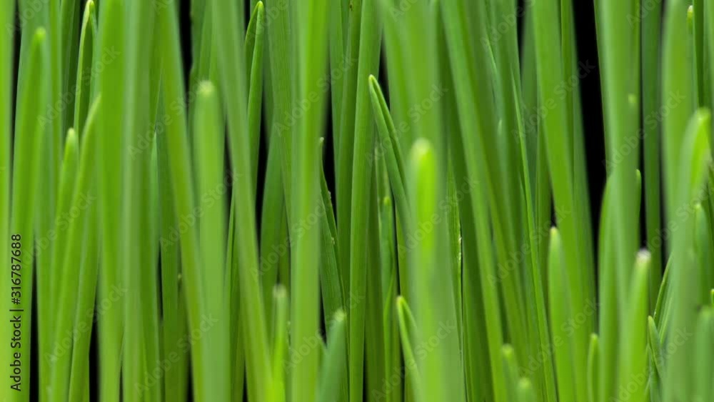 Time Lapse of barley grass growing. Time-lapse of growing green grass isolated on black background. Germination seeds sprouting springtime. Close up timelapse of growing Barley. Time Lapse of barley grass growing. Time-lapse of growing green grass isolated on black background. Germination seeds sprouting springtime. Close up timelapse of growing Barley.