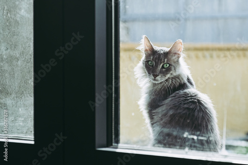 Portrait d'un chat main coon qui regarde par la fenêtre