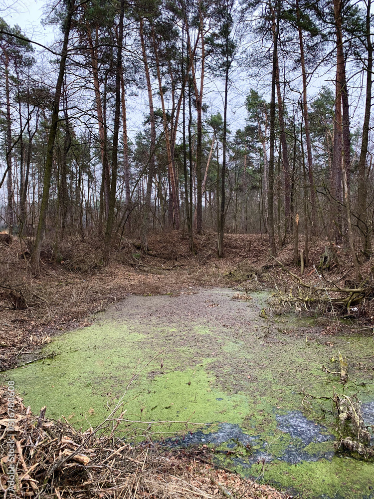 A green, small swamp in an old forest. Overgrown lake among the trees in the park. A green, small swamp in an old forest. Overgrown lake among the trees in the park.