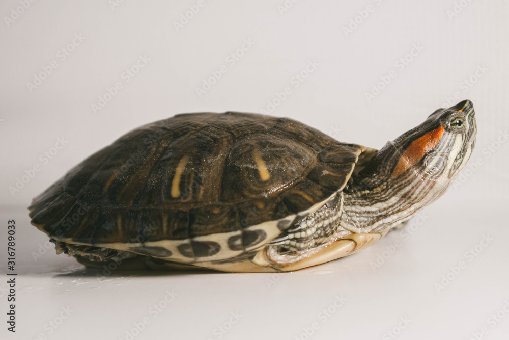 Naklejka premium turtle isolated on white background
