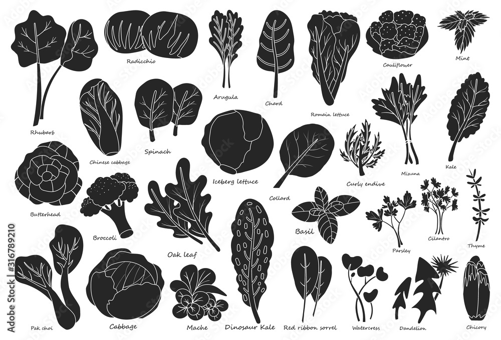 Vegetable lettuce black vector icon.Illustration of isolated black icon vegetable salad . Vector illustration set lettuce leaf and cabbage. - obrazy, fototapety, plakaty 