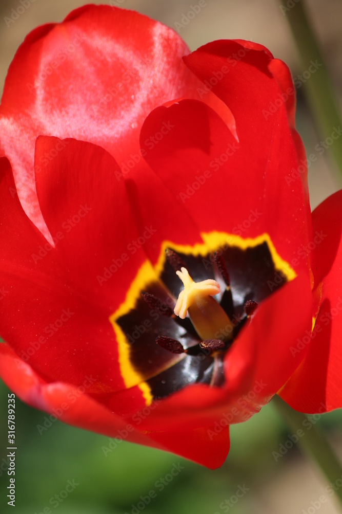 red tulip red tulip