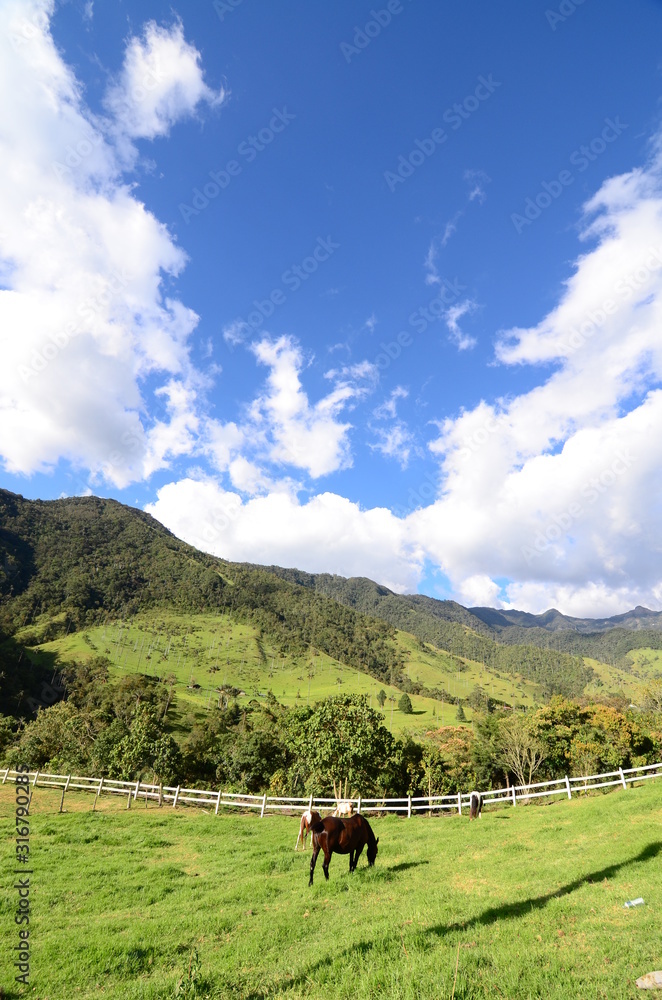  Cocora Valley, Wax Palm - Salento Quindio