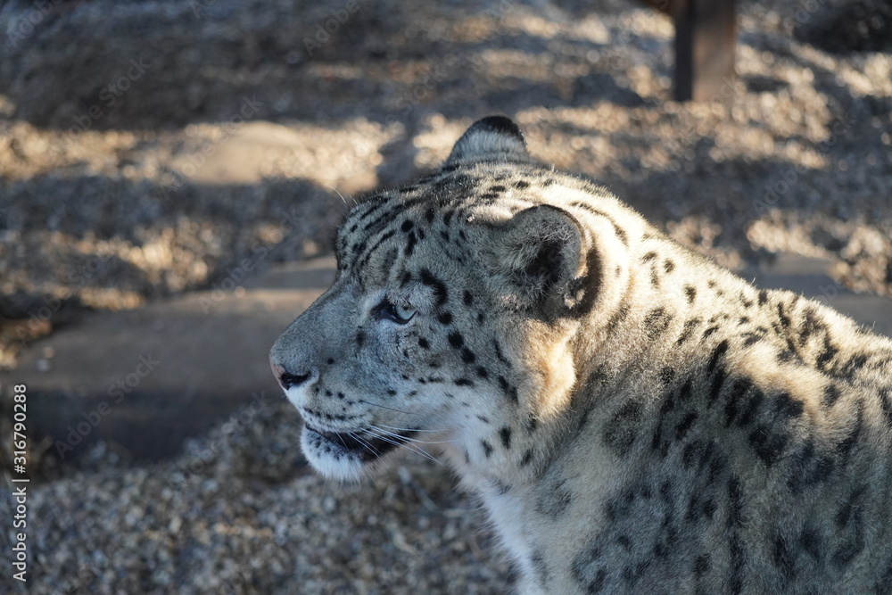 Naklejka premium Snow leopard