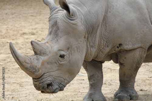 Beautiful Rhino