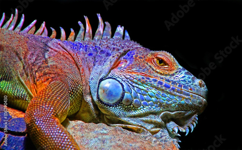 Close-up of Chameleon Displaying It's Colors