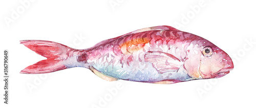 pink goatfish isolated on white