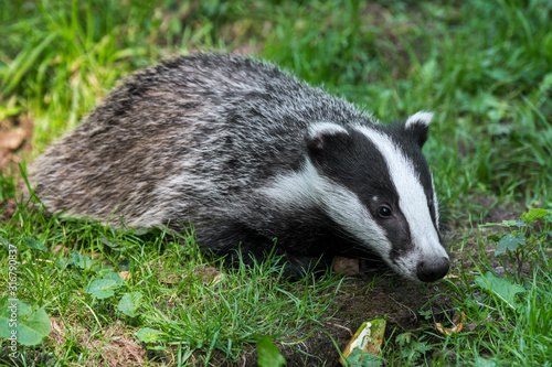 European badger (Meles meles) juvenile foraging in grassland / meadow and looking for insects, grubs and earthworms © Philippe