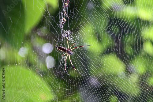 Silk spider in a spider web in Costa Rica