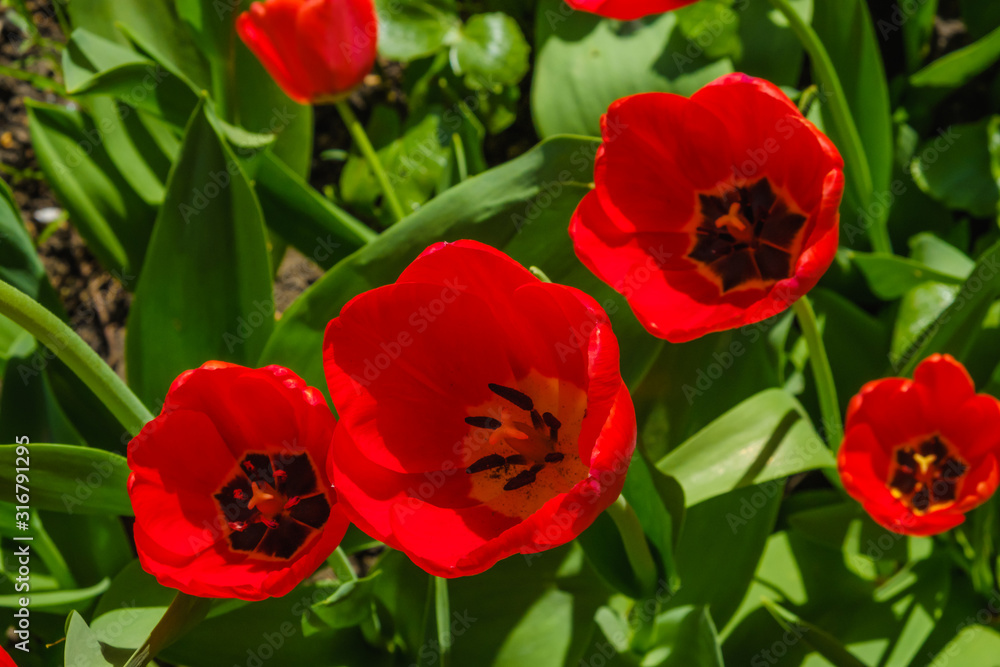 Naklejka premium Spring flowers - red tulips. Nice variety.