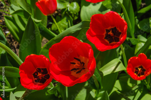 Spring flowers - red tulips. Nice variety.