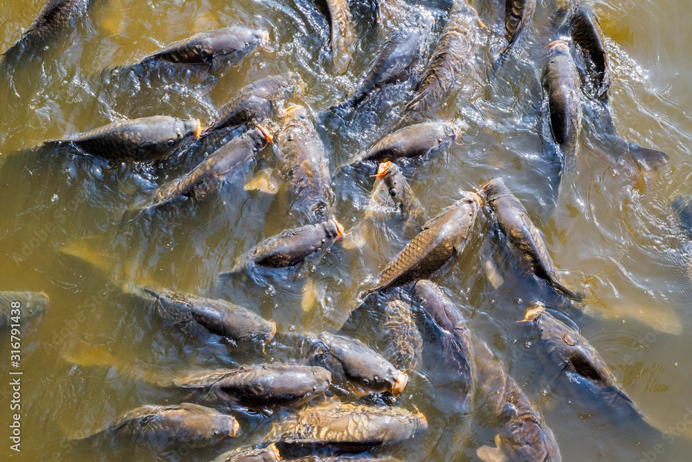 Shoal of common carp / European carps (Cyprinus carpio) coming to surface to breathe air in park pond Shoal of common carp / European carps (Cyprinus carpio) coming to surface to breathe air in park pond