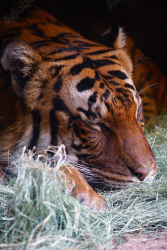 Head of a Malayan tiger (panthera tigris jacksoni) photo