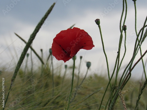 Coquelicots au crépuscule