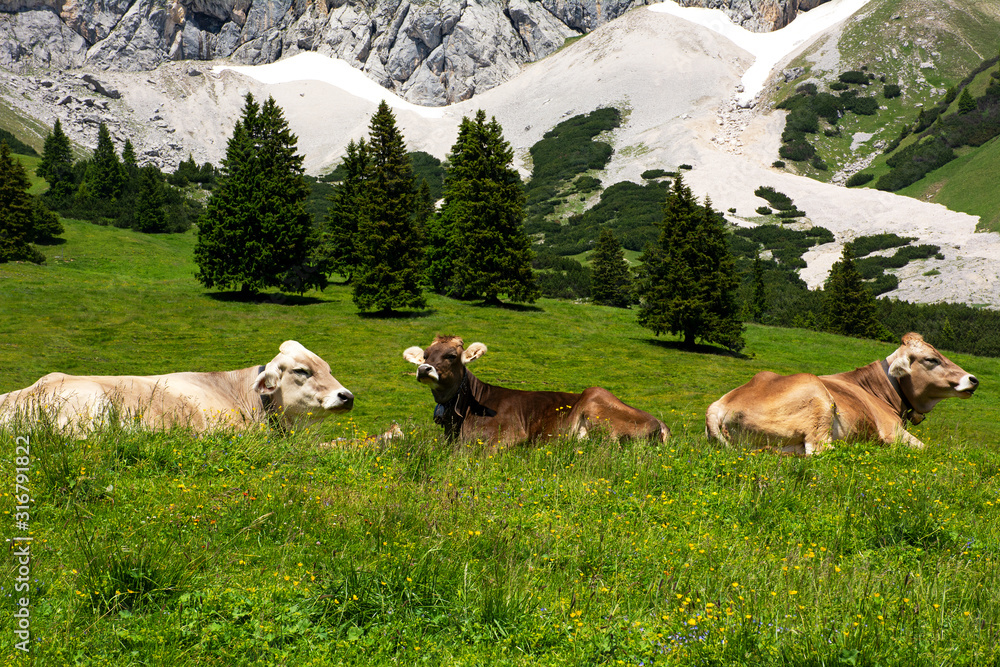Cows are lying in a meadow in the mountains