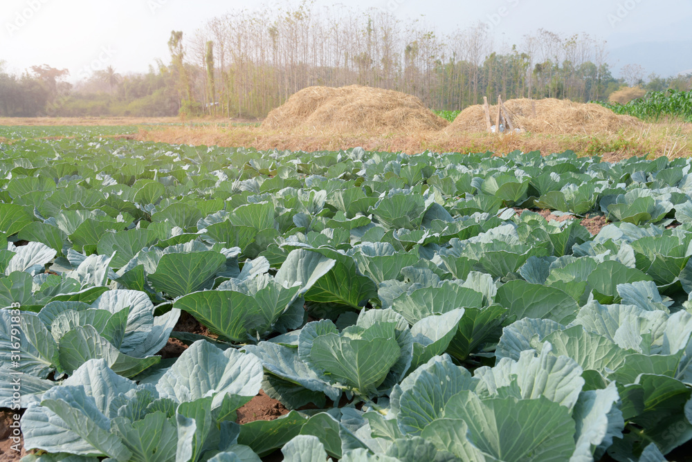 Fototapeta premium Freshly Growing Cabbage field with Straw background