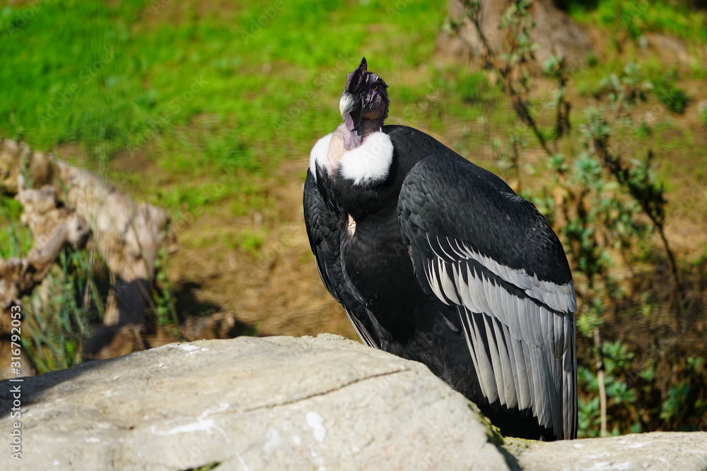 Obraz premium View of an Andean condor (vultur gryphus)