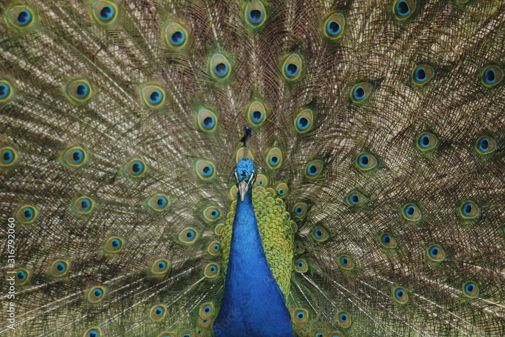 Obraz premium Colorful peacock, with open wings in manizales Colombia