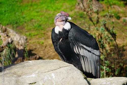 Foto View of an Andean condor (vultur gryphus)