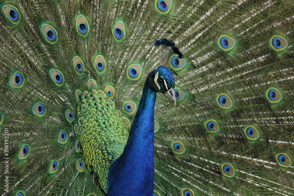 Obraz premium Colorful peacock, with open wings in manizales Colombia