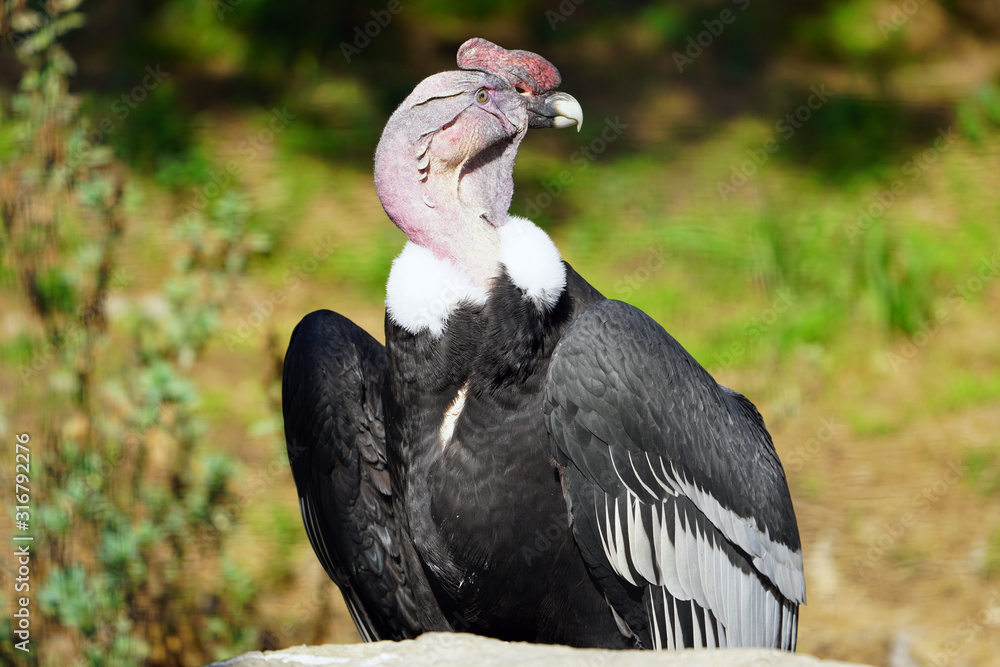 Fototapeta premium View of an Andean condor (vultur gryphus)