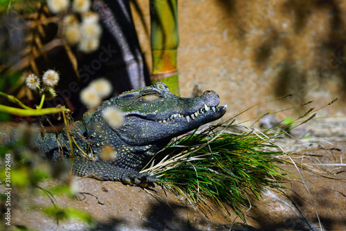 Head and teeth of a West African dwarf  crocodile (osteolaemus tetraspis tetraspis) photo