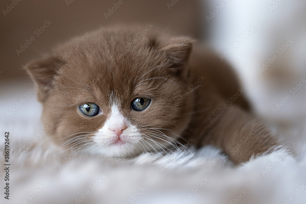 Britisch Kurzhaar Kitten in cinnamon-white 4 Wochen alt