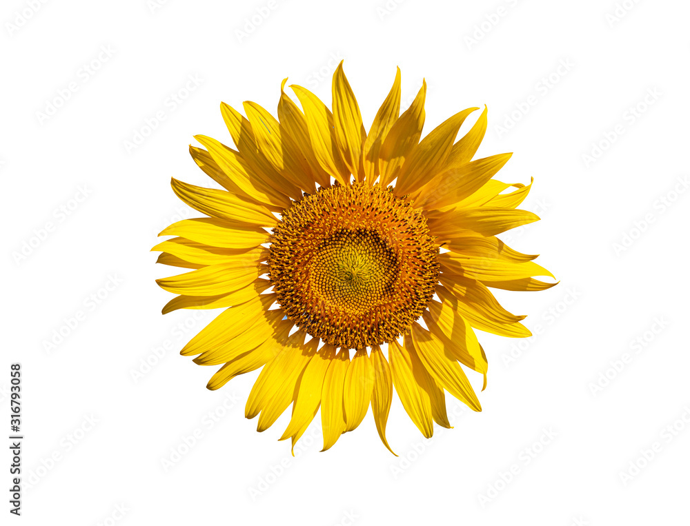Close-up of Beautiful sunflowers on white background.. Close-up of Beautiful sunflowers on white background..