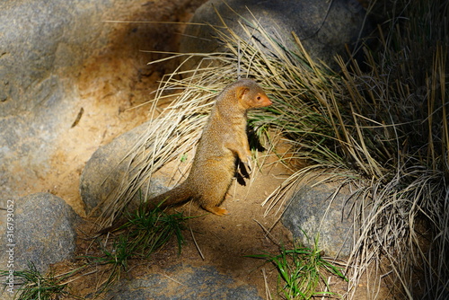 View of a dwarf mongoose (helogale parvula) photo