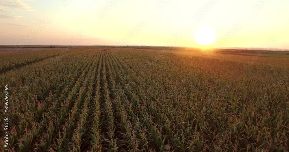 Aerial view of green corn land . countryside from above. Plant in growth. Golden hour, sunset. Aerial view of green corn land . countryside from above. Plant in growth. Golden hour, sunset.