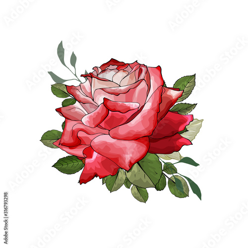 Velvet scarlet rose hand drawn on white background. Single red flower with green leaves.Element for design valentine day, wedding invitations, greeting card. Watercolor style.Vector stock illustration
