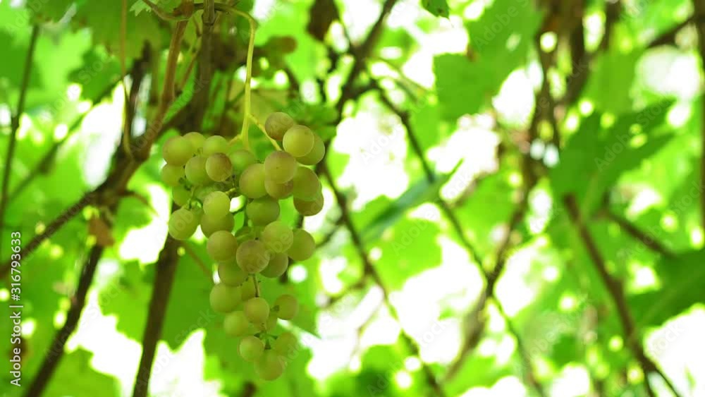 Ripened bunches of white grape varieties on the vine. natural wine production. Organic food. Grape harvest Ripened bunches of white grape varieties on the vine. natural wine production. Organic food. Grape harvest