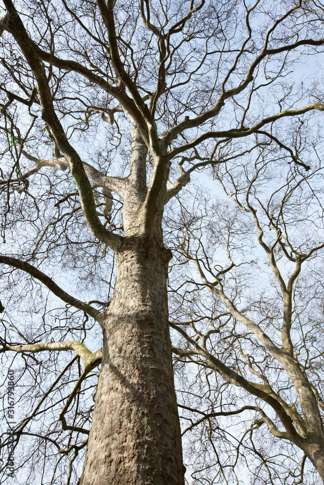 Looking up at Winter tree with no leaves Looking up at Winter tree with no leaves