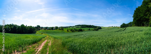 Fototapeta Naklejka Na Ścianę i Meble -  Rural road and field , spring fresh green grass and blue sky, panoramic landscape