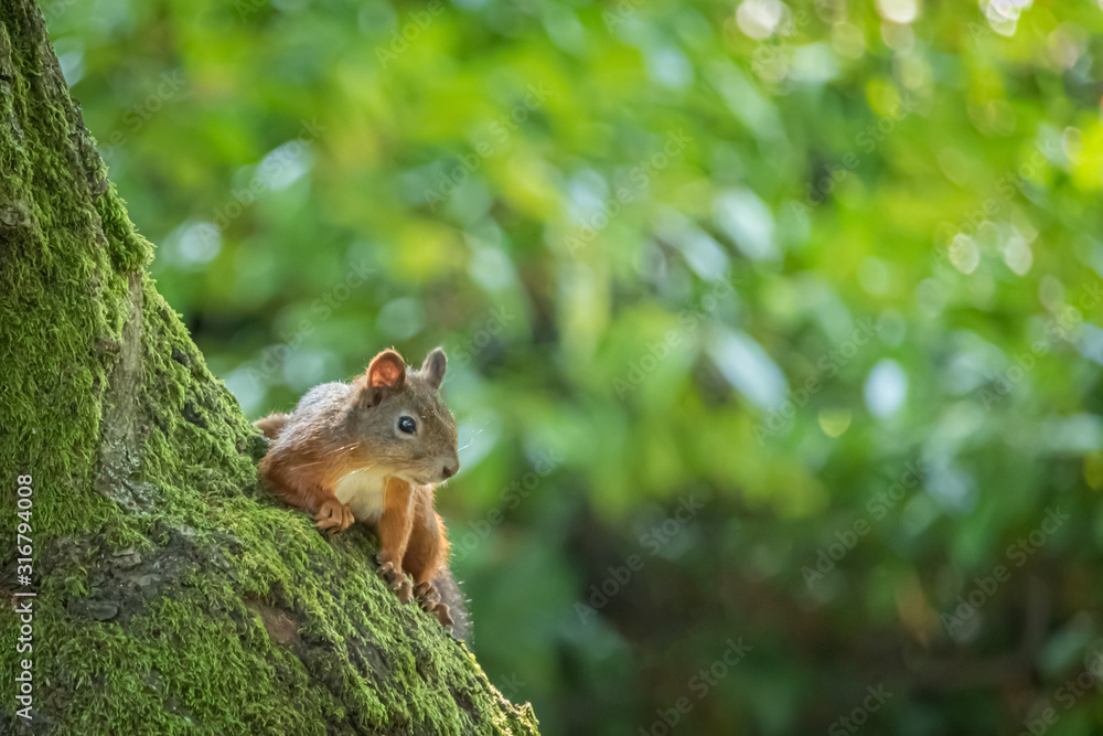 Squirrel on tree