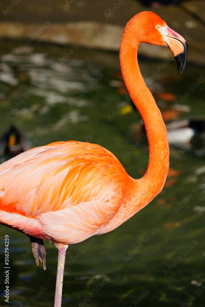 Fototapeta premium Head of a pink flamingo birds standing on one leg