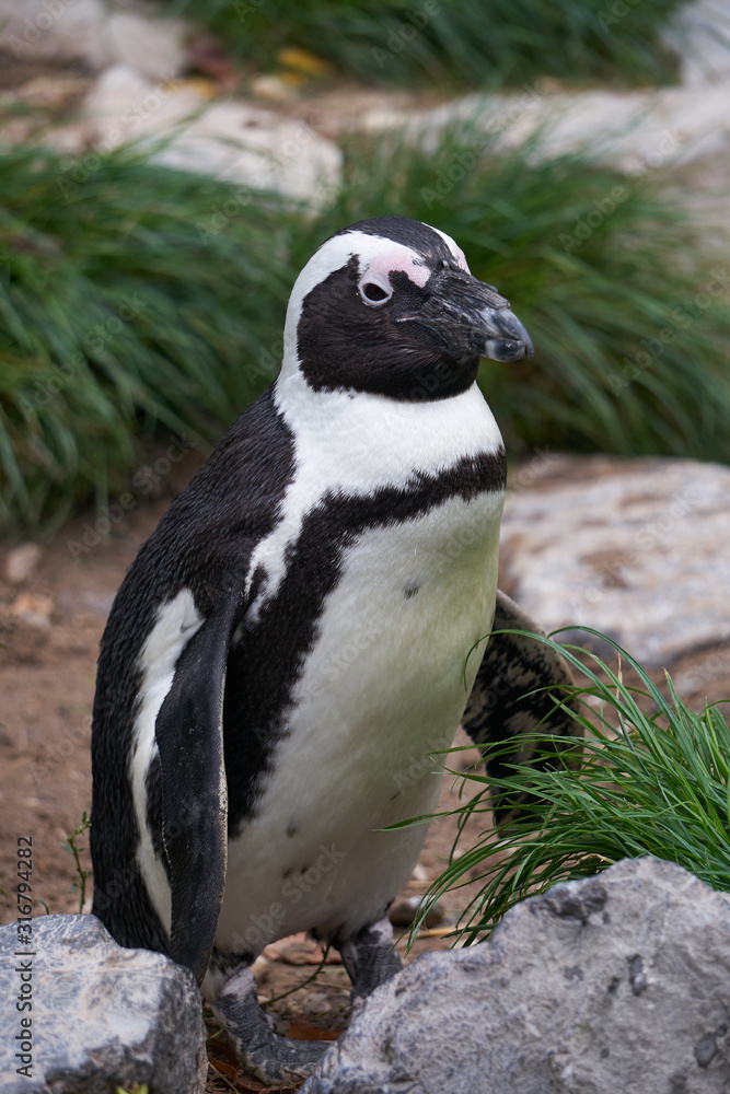 Obraz premium Pinguin