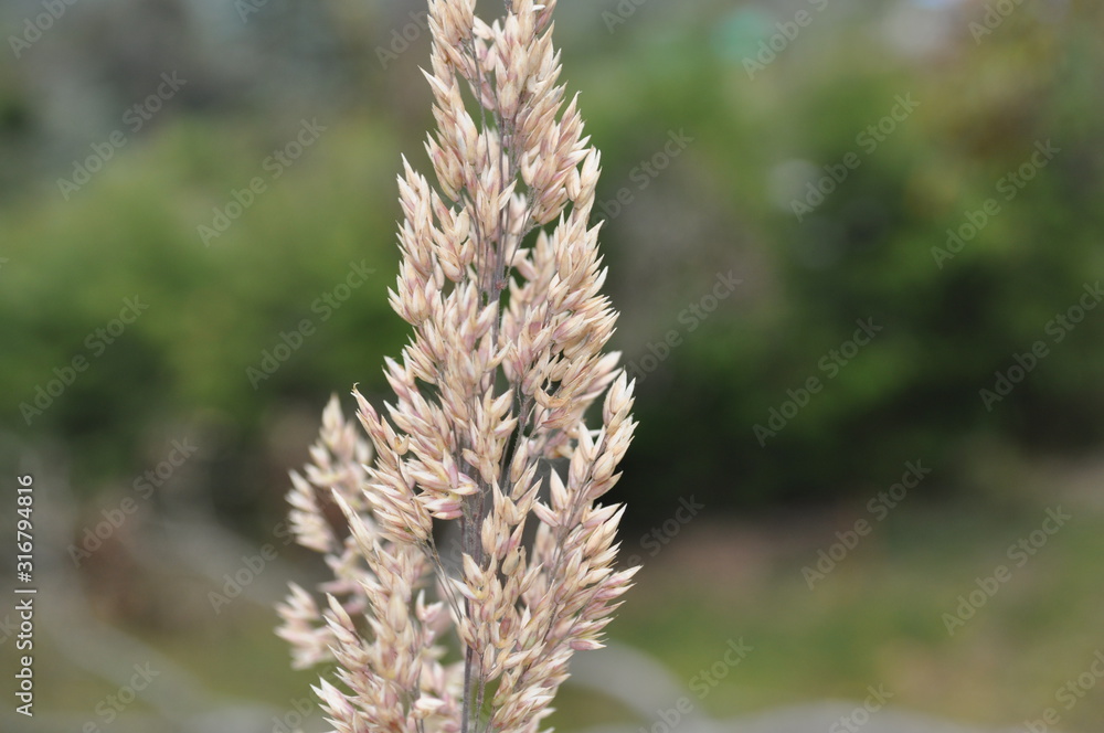  textures of plants, leaves and flowers of the mountains of Colombia