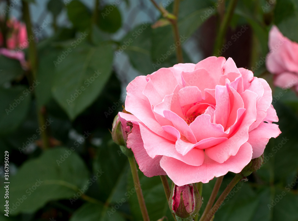 Blooming beautiful pink bush roses in the garden. Spring flower in green leaves Blooming beautiful pink bush roses in the garden. Spring flower in green leaves