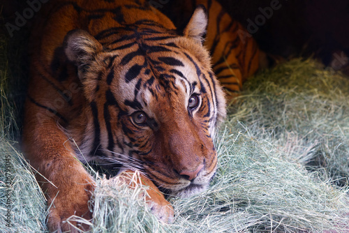 Head of a Malayan tiger (panthera tigris jacksoni) photo