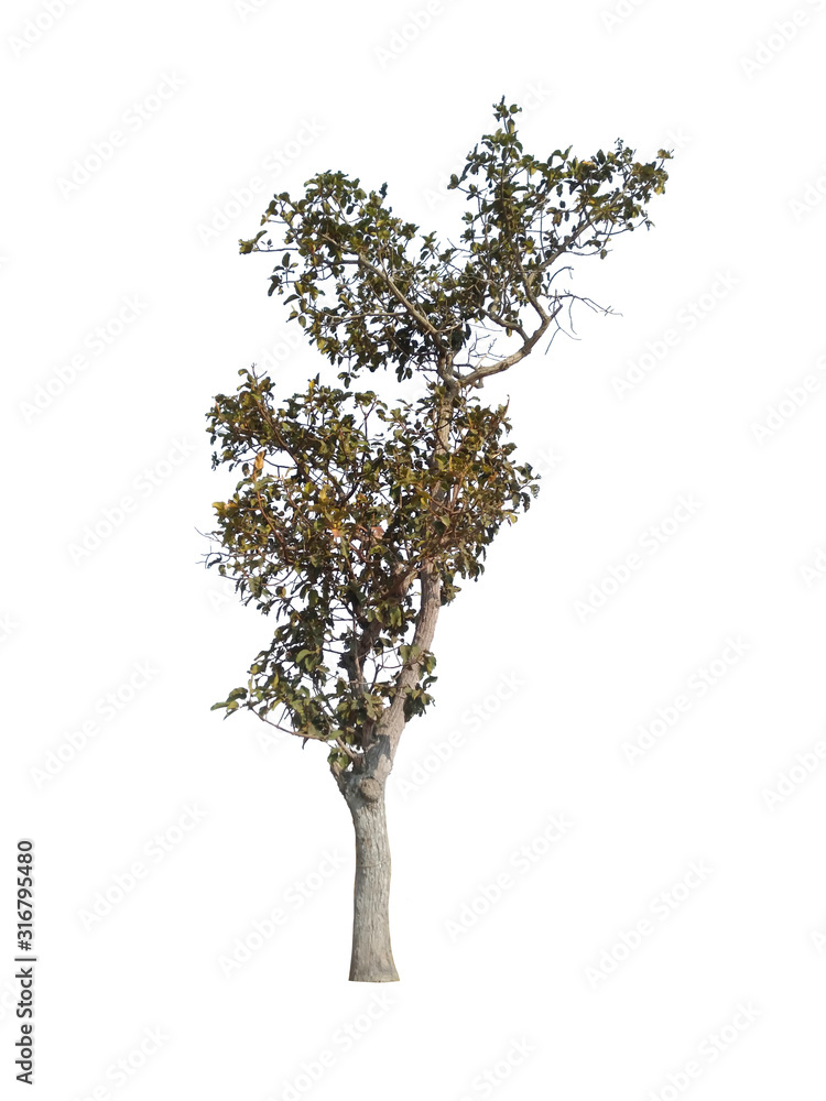 Tree Tree