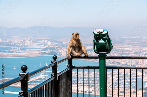 Monkey on panoramic view on the Gibraltar harbor at sunny summer weather