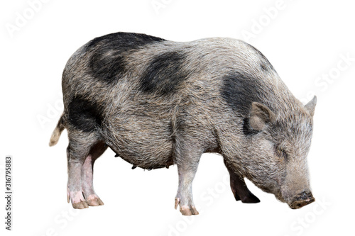 Young Vietnamese Pot-bellied pig / Lon I pig, endangered traditional Vietnamese breed of miniature domestic pig against white background photo
