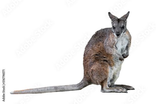 Parma wallaby (Macropus parma) native to northern New South Wales, Australia against white background