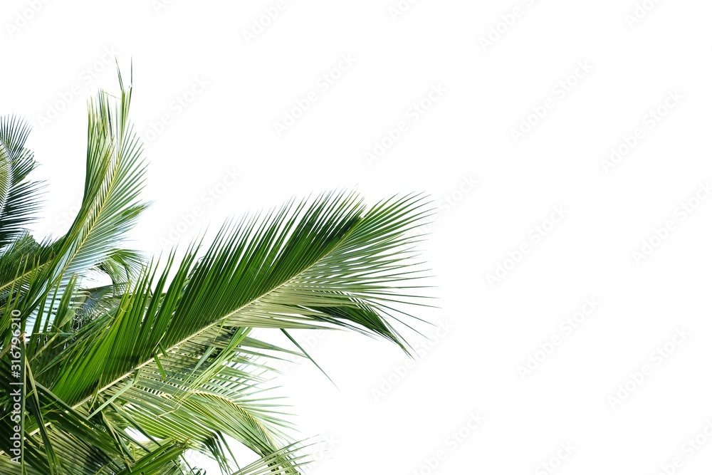 Fototapeta premium Tropical coconut leaves on white isolated background for green foliage backdrop and copy space 