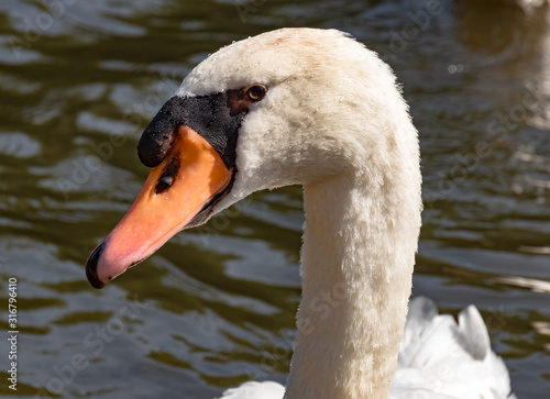 Vogel, Tierwelt, Deutschland - A portrait of a white swan, he lives on the river Lahn in Marburg.