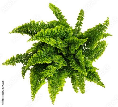 directly above shot of nephrolepis fern isolated on white background photo