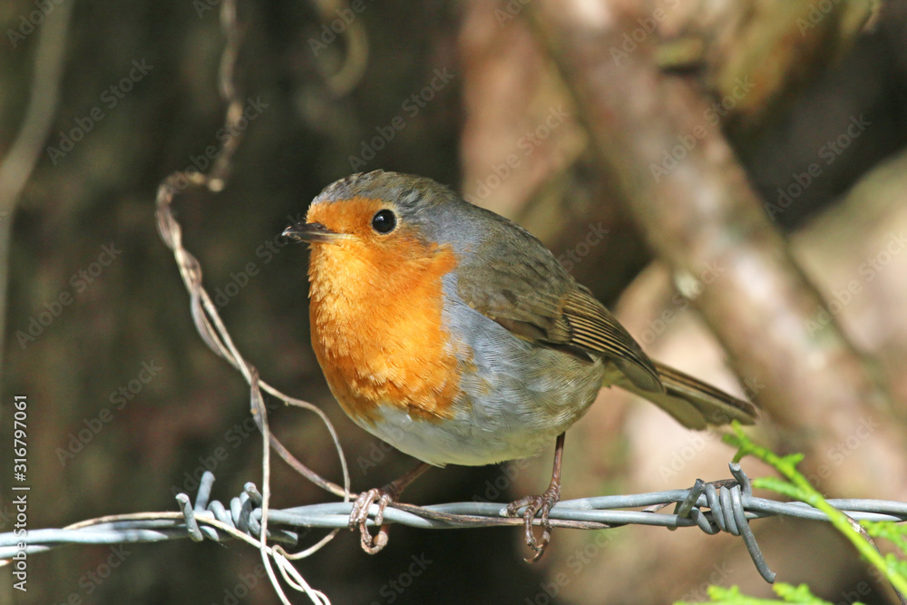 robin perched on a wire fence robin perched on a wire fence