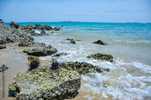 Sea Urchin on Rock Near Ocean Background,Sea urchins on a stone,Black sea urchin (Arbacia lixula) on the sea floo,Black sea urchin,The black sea urchin has an ocean backdrop. photo