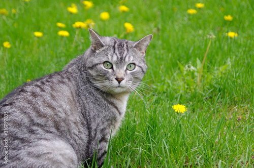 Gray tabby cat on green grass with yellow dandelions with copy space
